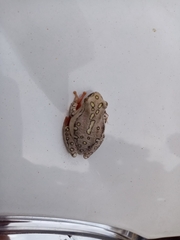 Hyperolius marmoratus