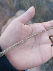 Aristida adscensionis