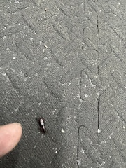 Stenomorphus californicus