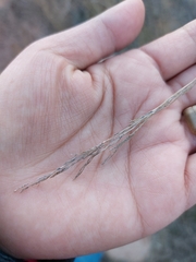 Aristida adscensionis
