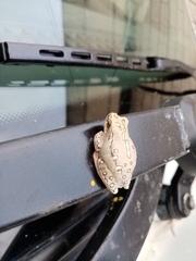 Hyperolius marmoratus