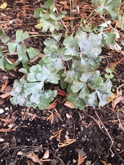Erysiphe aquilegiae