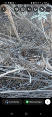 Thryomanes bewickii