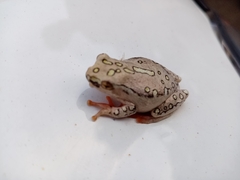 Hyperolius marmoratus