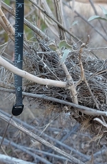 Thryomanes bewickii