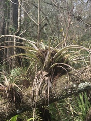 Tillandsia variabilis