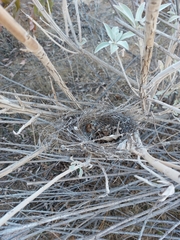 Thryomanes bewickii