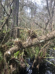 Tillandsia variabilis