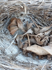 Thryomanes bewickii