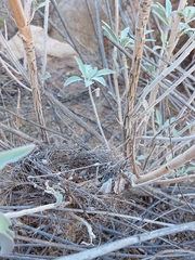Thryomanes bewickii