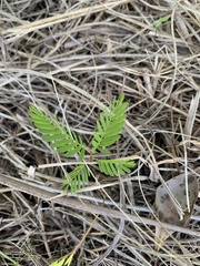 Mimosa strigillosa
