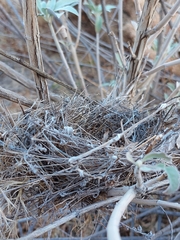 Thryomanes bewickii