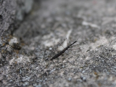 Hydrometra stagnorum