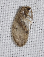 Hemerobiinae