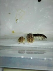 Armadillidium marmoratum