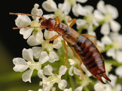 Apterygida albipennis