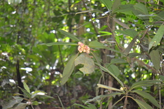 Chrysochlamys grandifolia