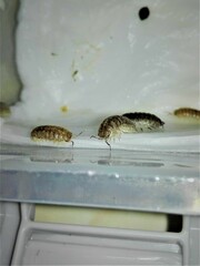 Armadillidium marmoratum