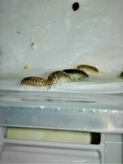 Armadillidium marmoratum