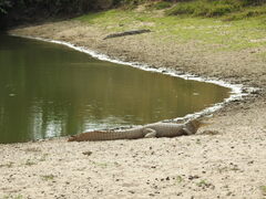 Caiman crocodilus crocodilus