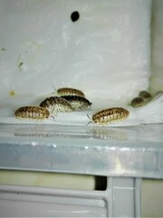 Armadillidium marmoratum