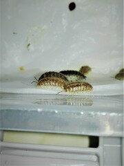 Armadillidium marmoratum