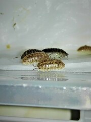 Armadillidium marmoratum