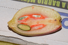 Chrysochlamys grandifolia