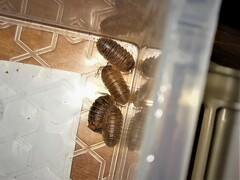 Armadillidium atticum