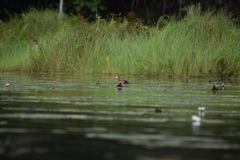 Nettapus auritus