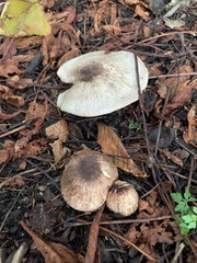 Agaricus hondensis