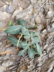 Oenothera brachycarpa