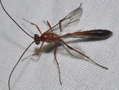 Enicospilus