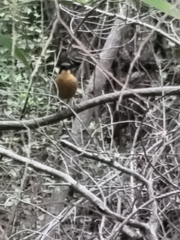 Cossypha dichroa dichroa