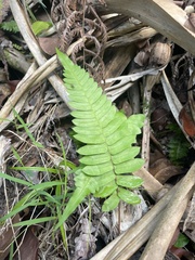 Blechnum appendiculatum