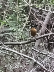 Cossypha dichroa dichroa