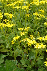 Senecio squalidus rupestris