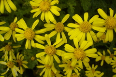 Senecio squalidus rupestris