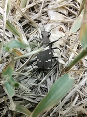 Cicindela gemmata