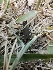 Cicindela gemmata