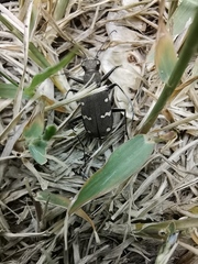 Cicindela gemmata