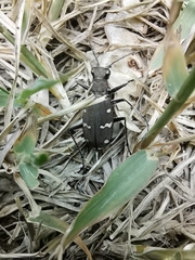 Cicindela gemmata
