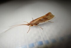 Limnephilus rhombicus