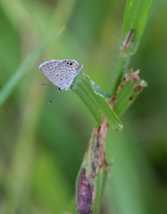Hemiargus ceraunus