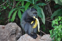 Cercopithecus mitis manyaraensis