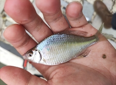 Acheilognathus macropterus