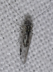 Mesopsocus