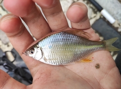 Acheilognathus macropterus