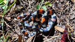 Cemophora coccinea coccinea