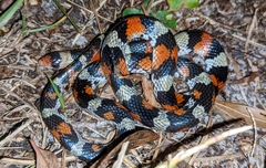 Cemophora coccinea coccinea